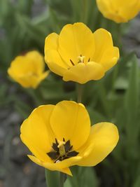 Close-up of yellow flowering plant