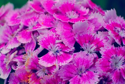 Close-up of pink flowering plants