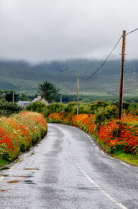 Road amidst plants against sky