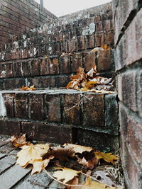 Close-up of leaves on brick wall