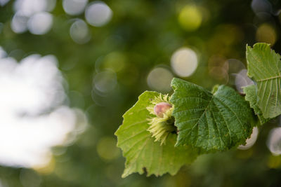 Close-up of fresh green plant