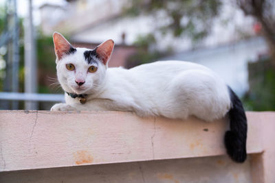 Portrait of white cat on retaining wall