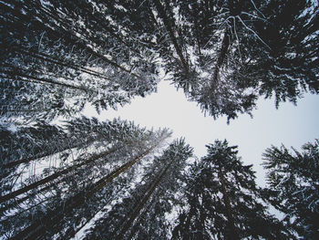 Directly below shot of pine trees against sky 