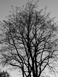 Low angle view of silhouette bare tree against sky