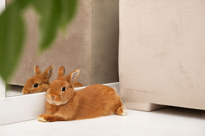 Close-up of bunny, rabbit on floor at home