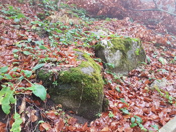 Close-up of plants growing in forest during autumn