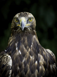 Close-up portrait of eagle