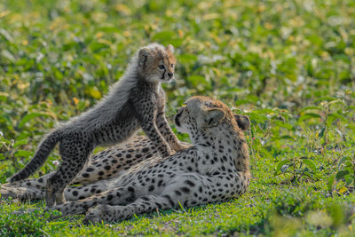 Cheetah male walking and looking for prey