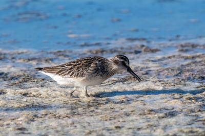 Close-up of bird on beach