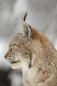 Close-up of lynx looking away
