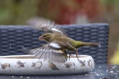 Close-up of bird flying