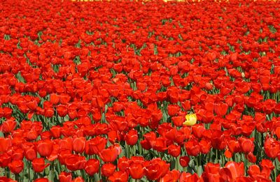 Full frame shot of red tulips blooming at park