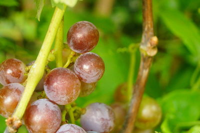 Close-up of fruits growing on plant at field