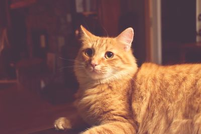 Close-up of a cat looking away