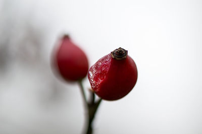 Close-up of strawberry