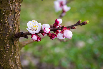 Close-up of pink flowers