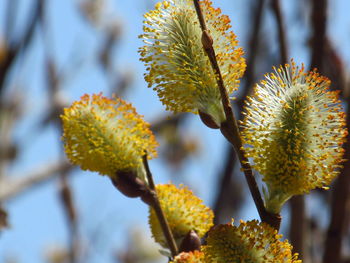 Close-up of yellow flower tree against sky