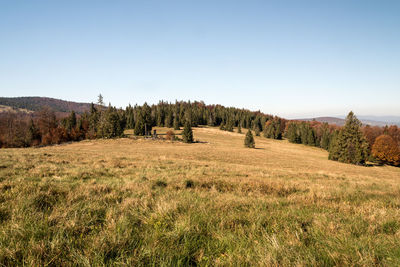 Panoramic view of trees on field against clear sky