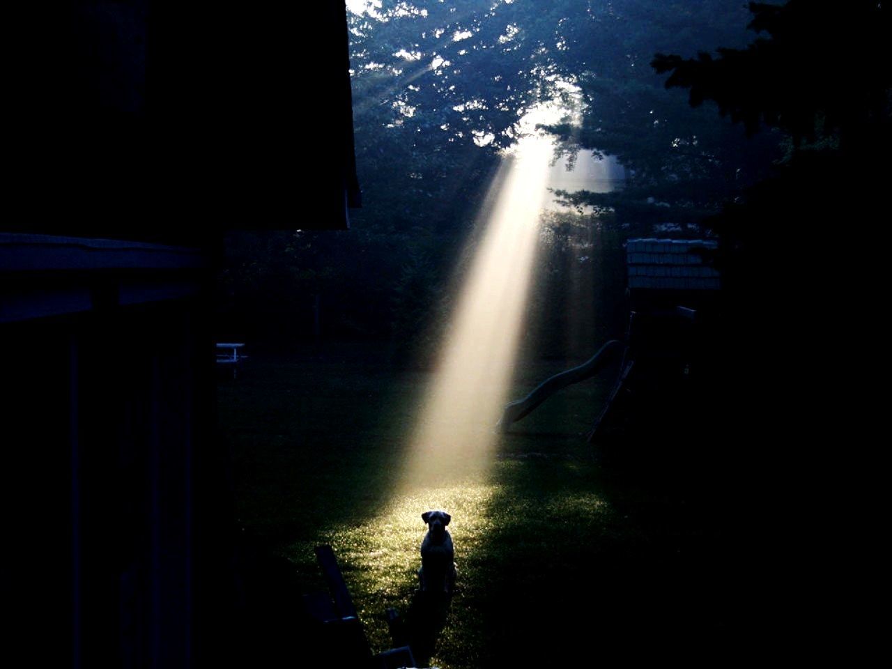 SILHOUETTE MAN BY ILLUMINATED TREE AT NIGHT