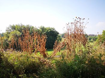 Plants growing on field against sky