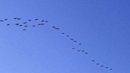 Low angle view of birds flying against blue sky