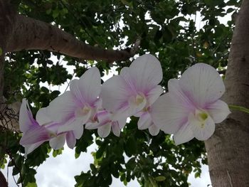 Low angle view of pink flowering tree