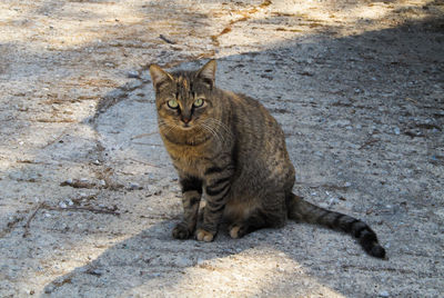 Portrait of cat sitting outdoors