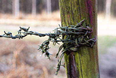 Close-up of barbed wire on tree trunk