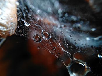 Close-up of spider on web