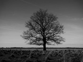 Bare trees on field
