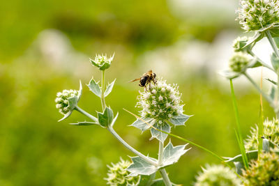 Close-up of bee pollinating flower