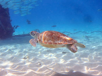 Close-up of fishes swimming in sea