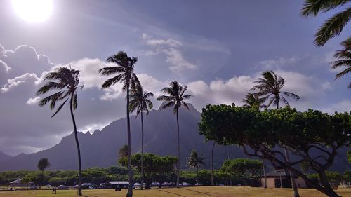 Low angle view of palm trees against sky
