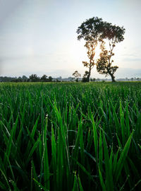 Scenic view of agricultural field against sky