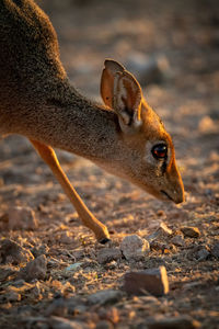 Close-up of kirk dik-dik head and leg