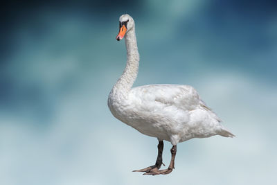 Isolated swan on texture background