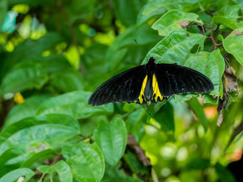 Butterfly perching on leaf