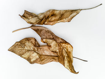 Close-up of dry leaf against white background