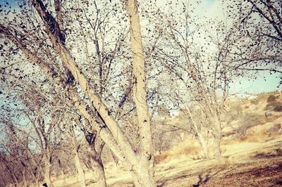 Low angle view of bare trees