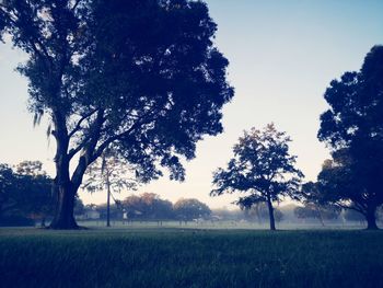 Trees on field against sky