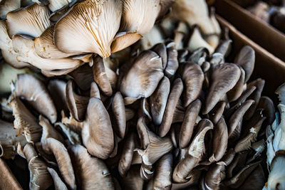 Close-up of mushrooms in market