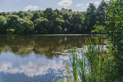 Scenic view of lake in forest against sky