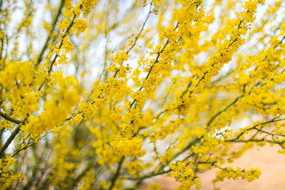 Close-up of yellow flowering plant