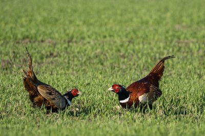 Close-up of pheasants flying on grassy field