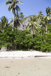 Scenic view of palm trees on beach against sky