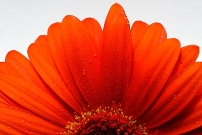 Close-up of orange flower