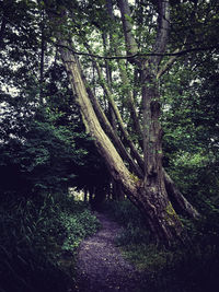 Trees in forest