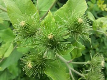 Close-up of green leaves