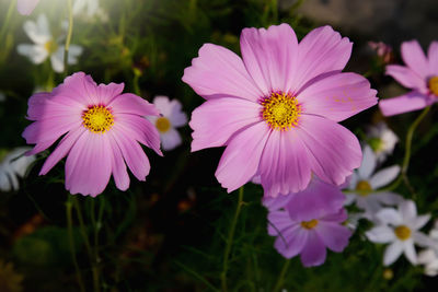 Close-up of pink flowers blooming outdoors