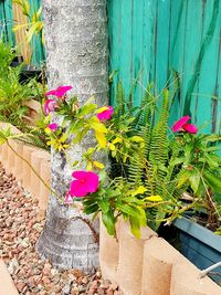 Close-up of pink potted plant